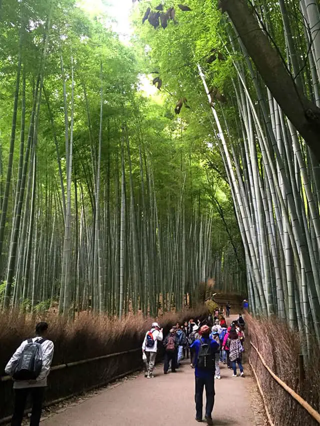 See the Bamboo Forest in Arashiyama as part of your itinerary Arashiyama