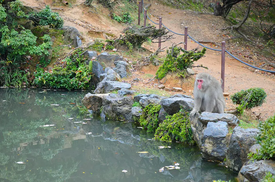 Arashiyama Iwatayama Monkey Park