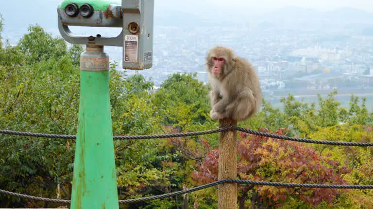 See the monkeys at Arashiyama Monkey Park Iwatayama